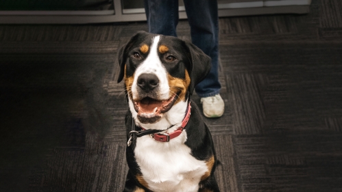 A therapy dog hangs out at the Learning Centers during an event