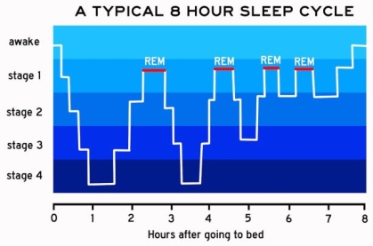 A diagram of an average person's sleep cycle.