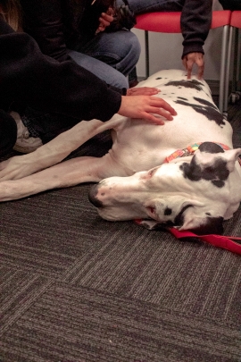 Keena, a therapy dog, at the Night Against Procrastination event. 