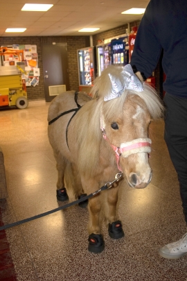 Roxxy, a therapy horse, at the Night Against Procrastination event. 