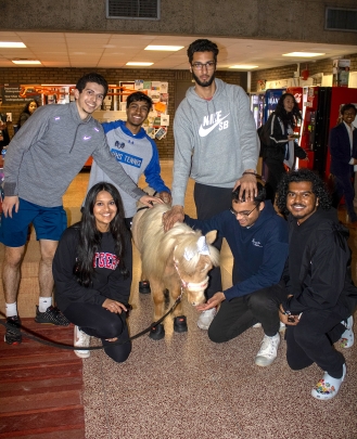 Students gather around Roxxy, a therapy horse, at the Night Against Procrastination event. 