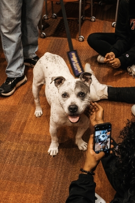 Oreo, a therapy dog, at the Night Against Procrastination event. 